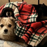 Animal Medical Center of Mission Viejo ico