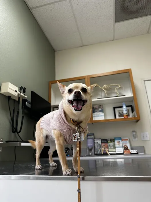 Animal Medical Center of Mission Viejo Picture 4