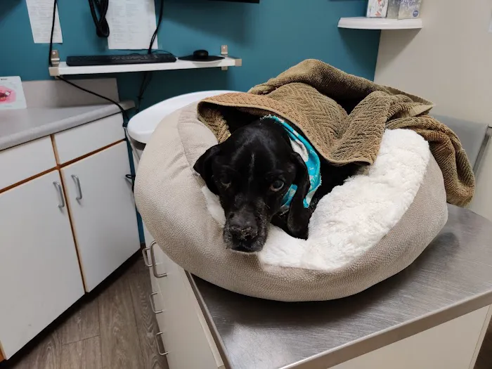 Animal Medical Center of Mission Viejo Picture 5
