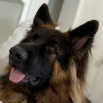 Ladera Ranch Animal Hospital
