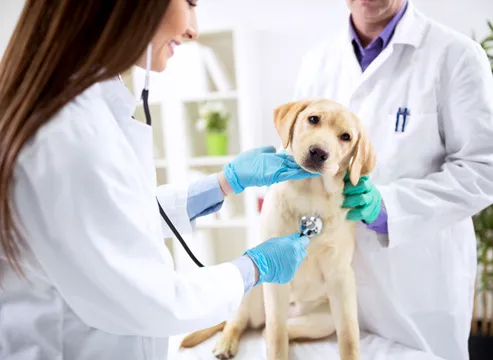 South Central Veterinary Services Picture 8