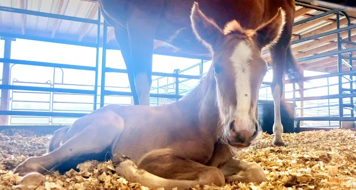 Brazos Valley Equine Hospitals - Navasota Picture 4