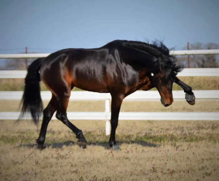 Brazos Valley Equine Hospitals - Navasota Picture 8