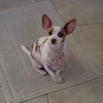 Dewberry Hill Veterinary Hospital