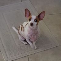Dewberry Hill Veterinary Hospital ico