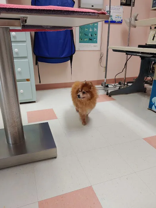 Dewberry Hill Veterinary Hospital Picture 9