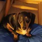 Pecan Tree Veterinary Services