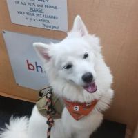 Banfield Pet Hospital ico