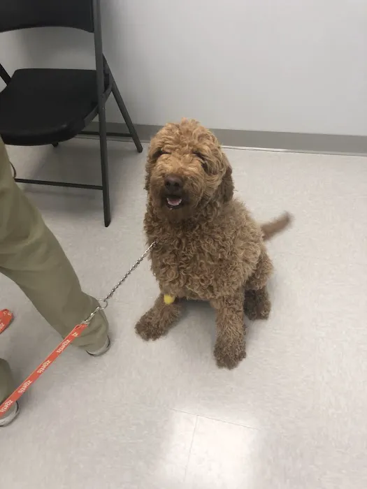 Brazos Valley Animal Hospital and Pet Resort Picture 1