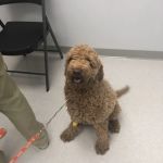 Brazos Valley Animal Hospital and Pet Resort