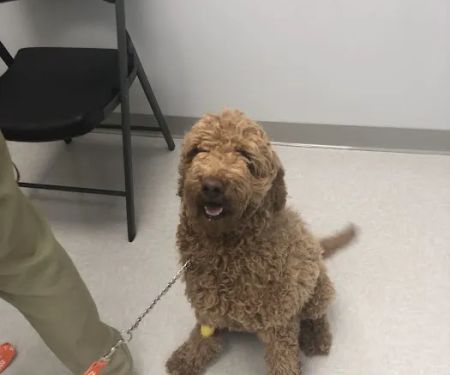 Brazos Valley Animal Hospital and Pet Resort