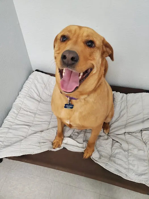 Brazos Valley Animal Hospital and Pet Resort Picture 4