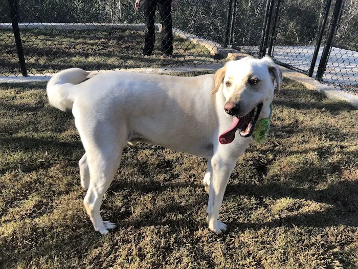 Brazos Valley Animal Hospital and Pet Resort Picture 5