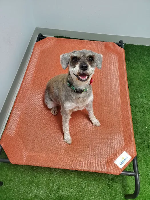 Brazos Valley Animal Hospital and Pet Resort Picture 7