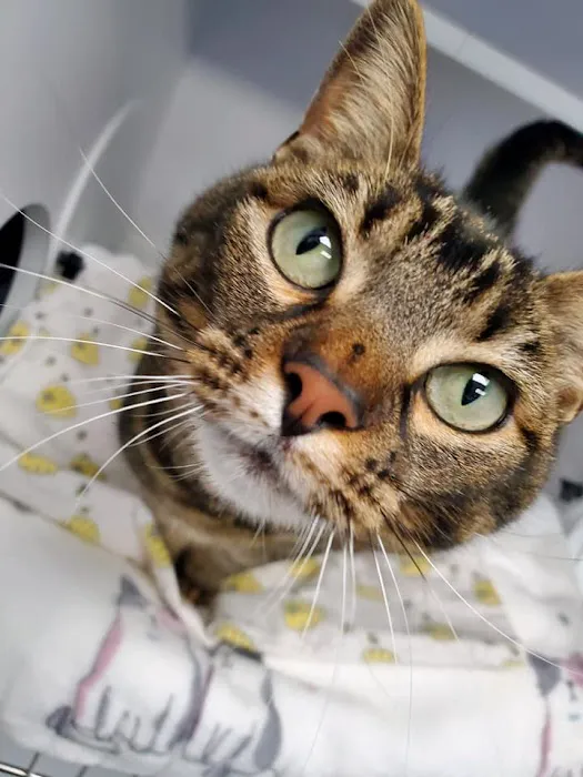 Brazos Valley Animal Hospital and Pet Resort Picture 10