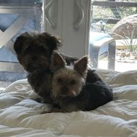 Shenandoah Veterinary Clinic ico