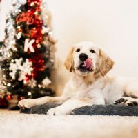Chasing Tails Mobile Veterinary Services College Station ico