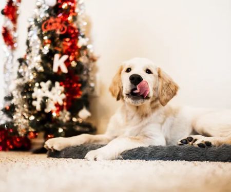 Chasing Tails Mobile Veterinary Services College Station
