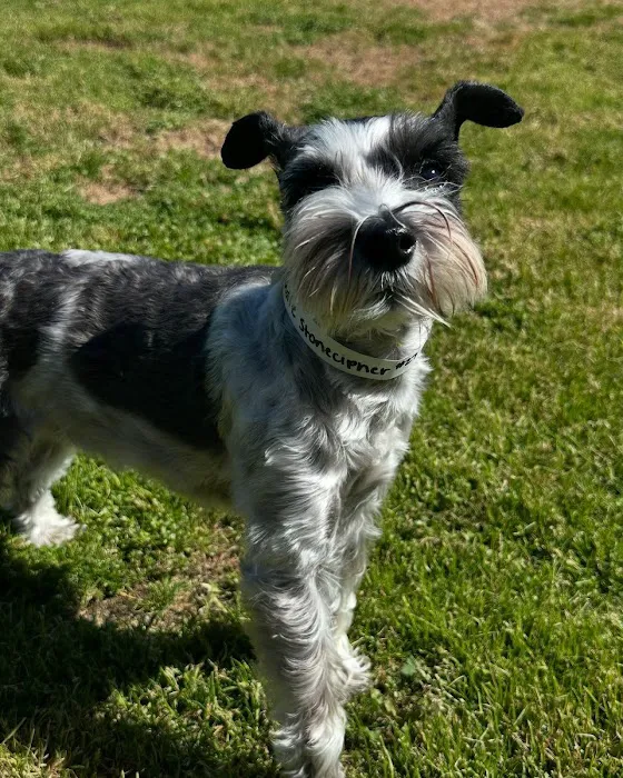 Aggieland Animal Health Center & Pet Resort Picture 7