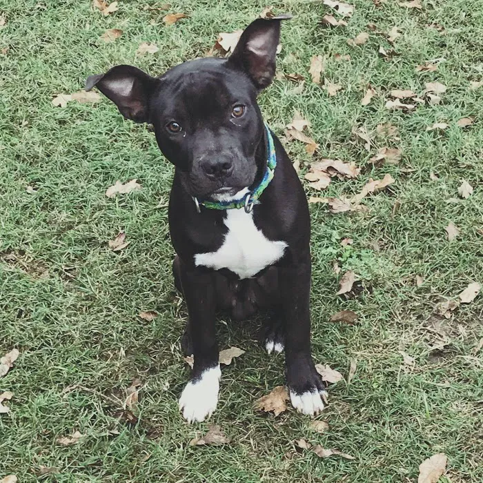Aggieland Animal Health Center & Pet Resort Picture 9