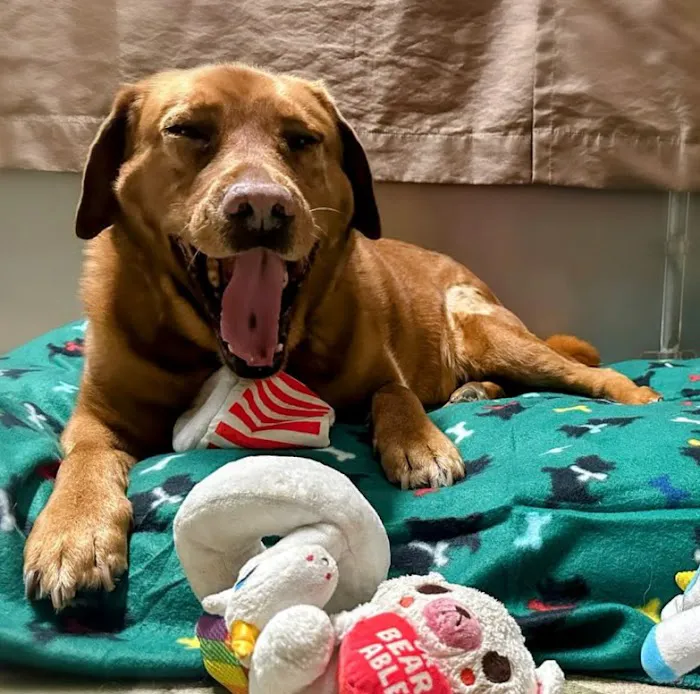 Aggieland Animal Health Center & Pet Resort Picture 10