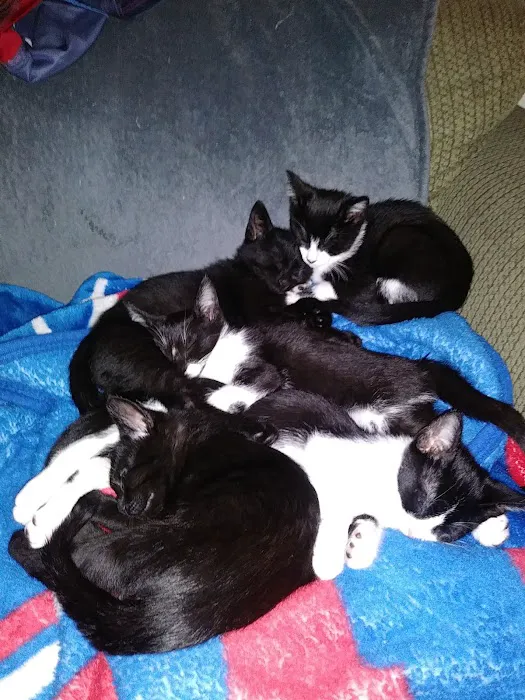 Main Street Animal Hospital Picture 1