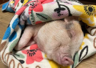 Main Street Animal Hospital Picture 4