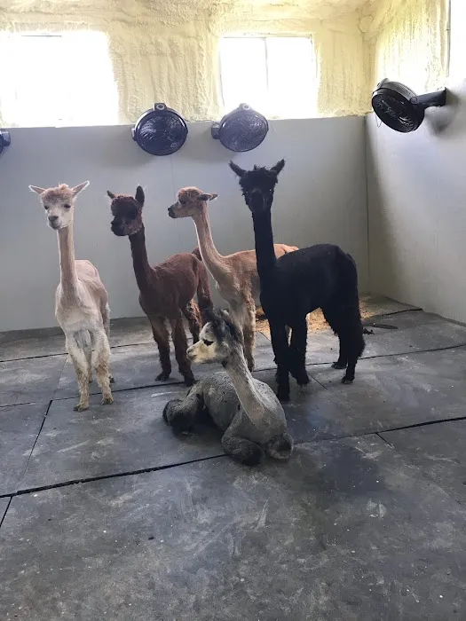Main Street Animal Hospital Picture 5