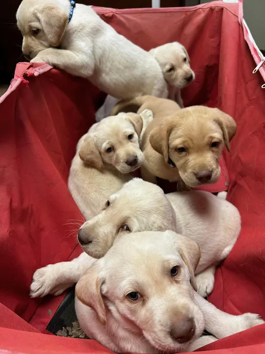 Main Street Animal Hospital Picture 7