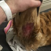 Philips Veterinary Hospital ico