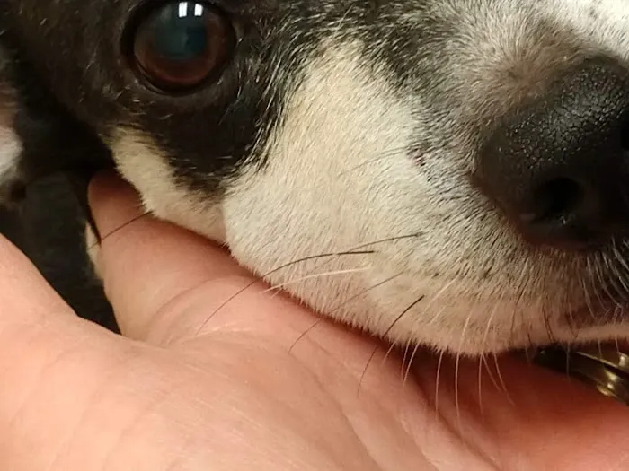 Philips Veterinary Hospital Picture 9