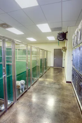 Philips Veterinary Hospital Picture 10