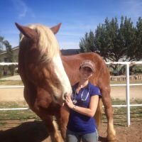 Vital Equine Holistic Veterinary Medicine ico