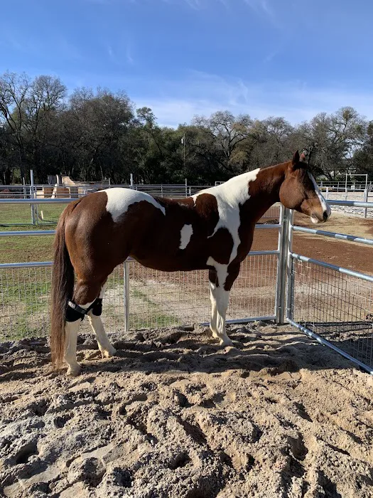 Vital Equine Holistic Veterinary Medicine Picture 5