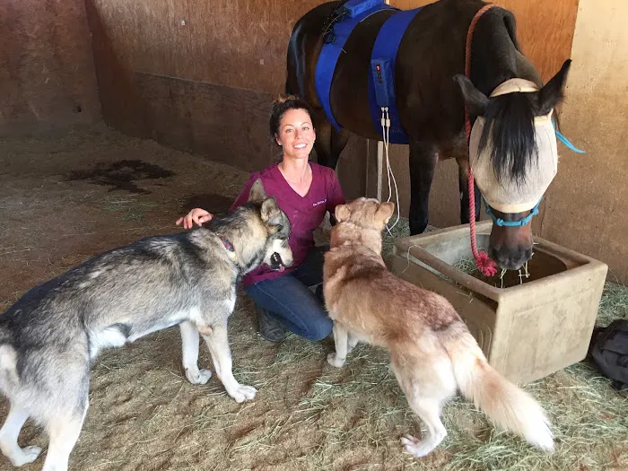 Vital Equine Holistic Veterinary Medicine Picture 4
