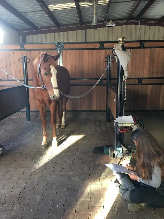 Vital Equine Holistic Veterinary Medicine Picture 6