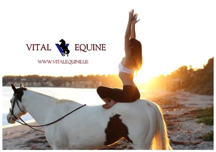Vital Equine Holistic Veterinary Medicine Picture 7