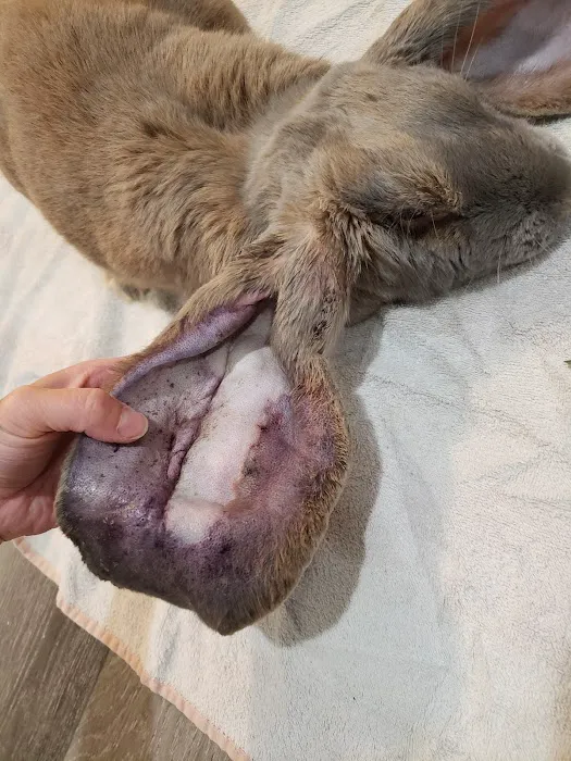 The Critter Care Center Picture 7