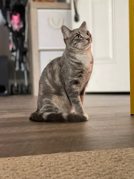 Atlas Pet Hospital Picture 4