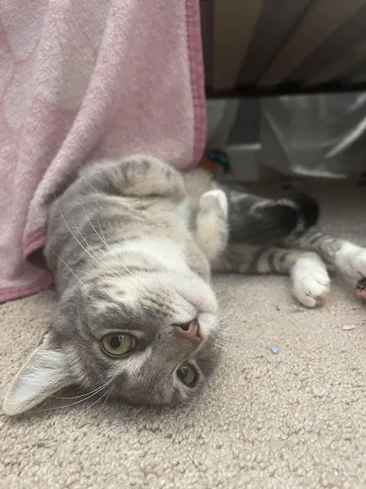 Atlas Pet Hospital Picture 6
