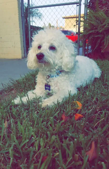 Atlas Pet Hospital Picture 7