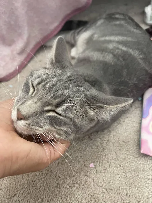 Atlas Pet Hospital Picture 5