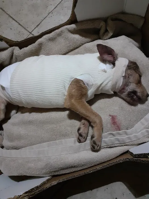Atlas Pet Hospital Picture 8
