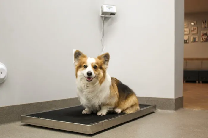 Sacred Hearts Veterinary Hospital Picture 4