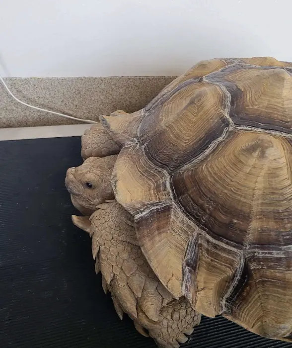 Tillema Veterinary Clinic Picture 6