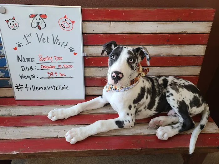 Tillema Veterinary Clinic Picture 5