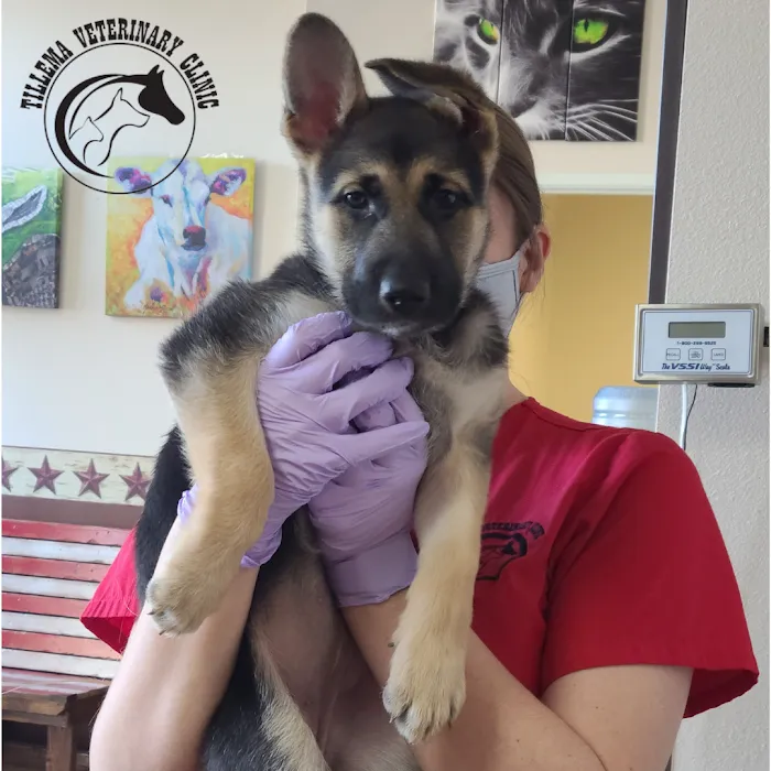 Tillema Veterinary Clinic Picture 10