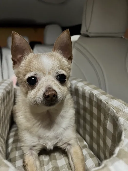 Corona Animal Emergency Center Picture 4