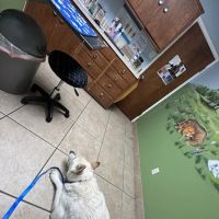 Corona Animal Hospital ico