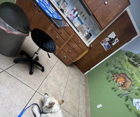 Corona Animal Hospital